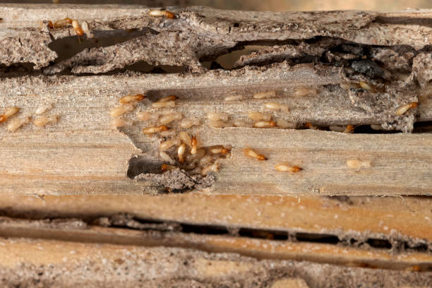 Best Mosquito Control Services  in Agoura Hills, CA